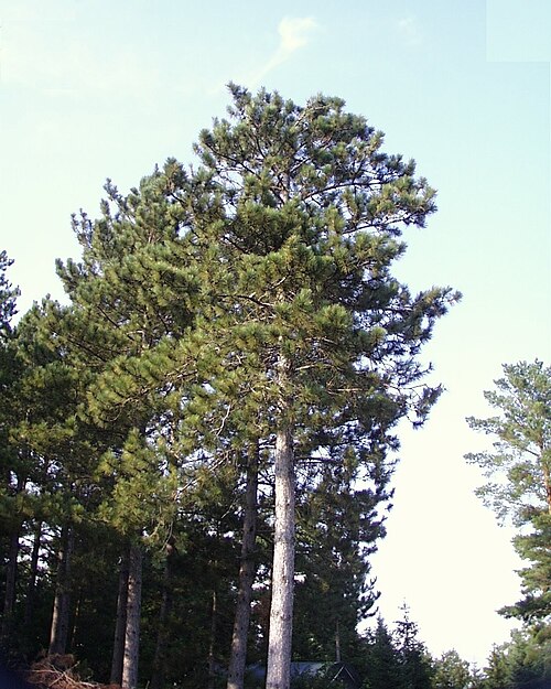 Red pine